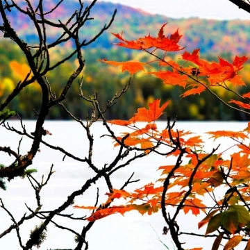 Andrei Krylov - Autumn Fantasy Music for Medieval Lute, Celtic Violin, Folk Flute & Guitar [Albums]