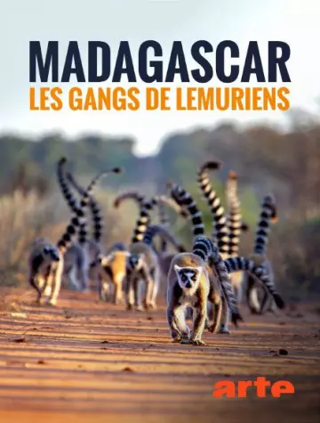 Madagascar : les gangs de lémuriens - Saison 1 - VF