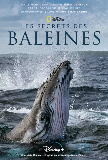 Les Secrets des baleines - Saison 1 - VF